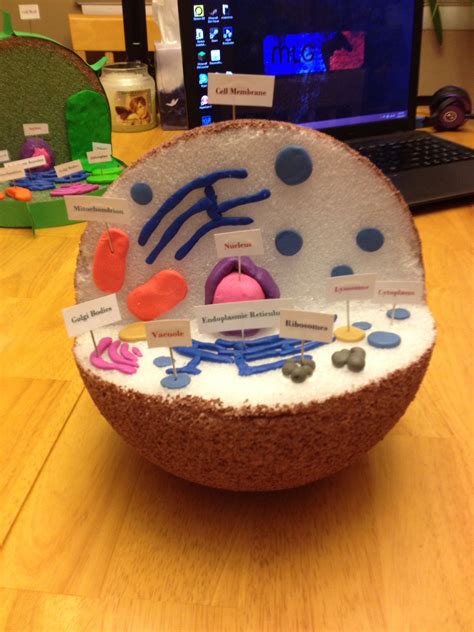 Model Of An Animal Cell With Labels