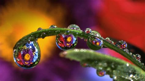 Nature Flowers Leaves Water Drops Reflections Bing