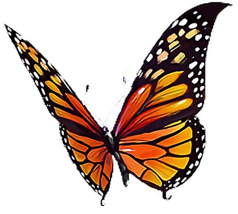 Butterfly Orange Black Yellow White Butterflylove Monarch