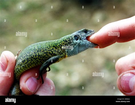 Lizard Bites Mans Finger Stock Photo Alamy