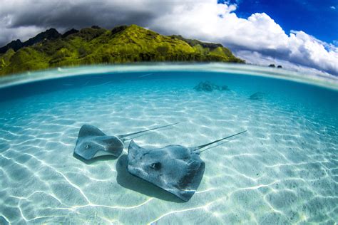 9 Tips For Beginner Underwater Photographers Nations