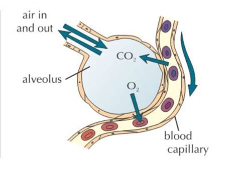 How Lungs Are Adapted For Gas Exchange Diagram Quizlet