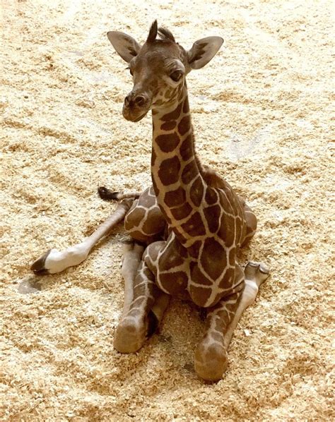 Baby Giraffes Images Carinewbi