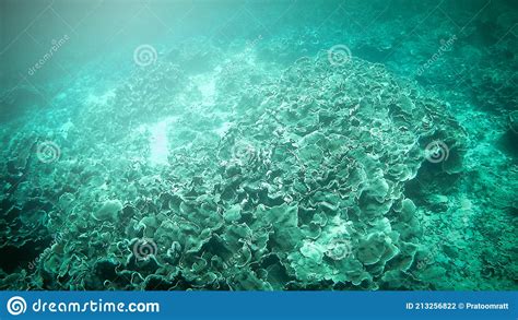Underwater Tropical Coral Reef Landscape In The Deep Blue Ocean Sea