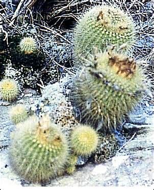 Trichocereus werdermannianus | rooted plant. Subser. Werdermanniani