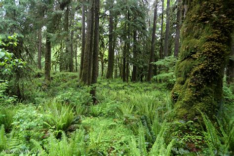 Temperate Rain Forest In The Pacific Northwest Olympicrainforest0219