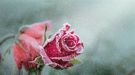 Wallpaper Red Roses Frost Snowy 3840x2160 Uhd 4k Picture Image