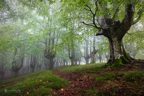 Forest In Northern Spain Spain