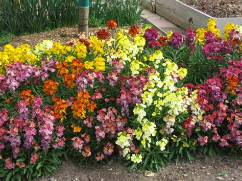 3) what kinds of flowers do you have in stock? what type of plants or flowers can i plant now to survive ...