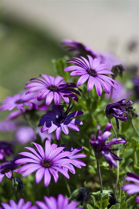 Purple Flowers By Thelilphotographer On Deviantart