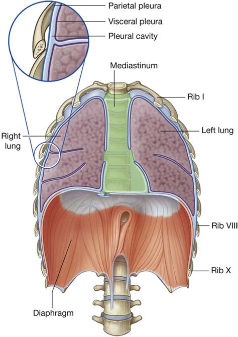 Endothoracic Fascia Vs Parietal Pleura