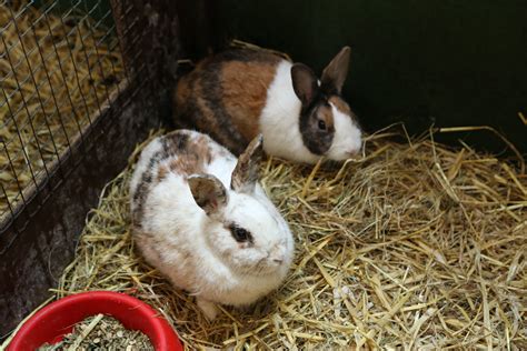 Easter Bunnies And More Easton Farm Park
