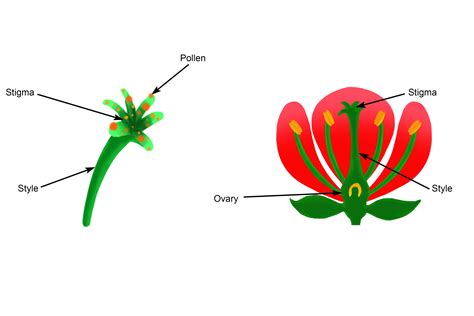 Pollen From Other Plants Land On The Sigma In Pollination