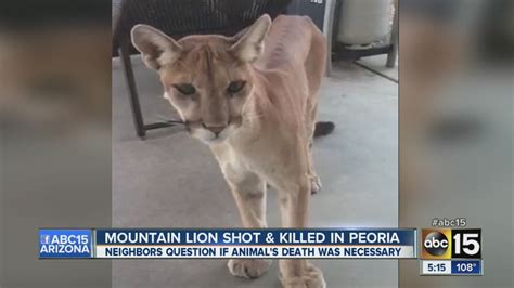 Mountain Lion Shot And Killed In Peoria Youtube