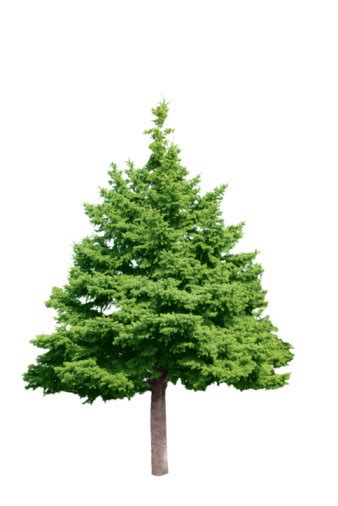 Pine Tree Stock Photo Download Image Now Istock