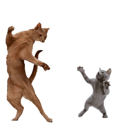 Cat Dancing  Cat Dancing Dancemove Discover Share