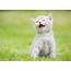 Kitten Grass Animals Wallpapers HD / Desktop And Mobile Backgrounds