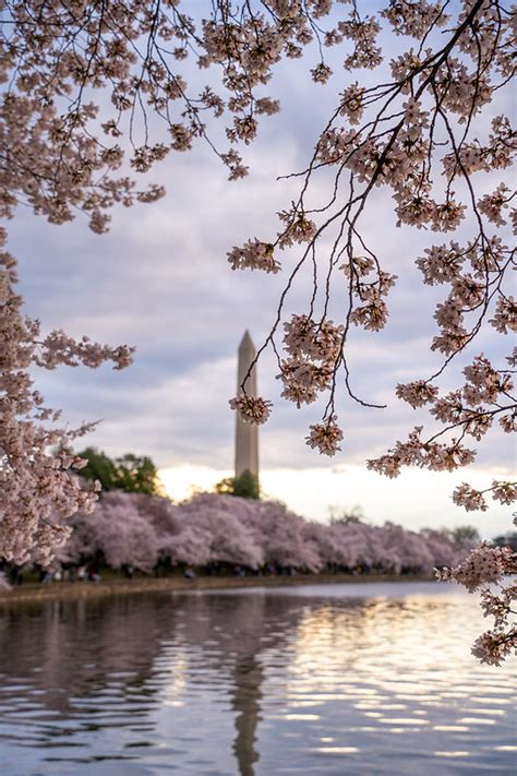 How To Enjoy A Cherry Blossom Trip To Washington Dc In 2023