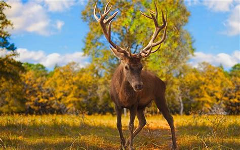 Download Wallpapers Brown Deer Large Horns Forest Autumn Forest