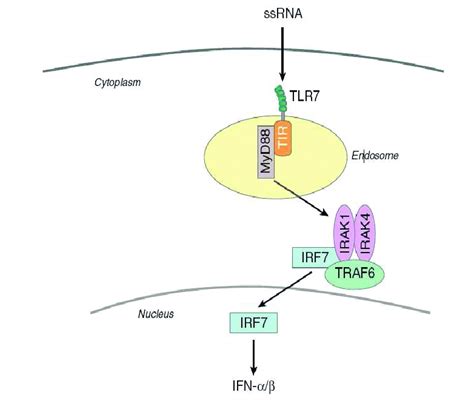 10 Selective Tlr7 Signaling 111 Natural Ligands Of Tlr7 Include