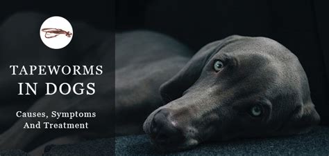 Tapeworms In Dogs Symptoms And Treatment