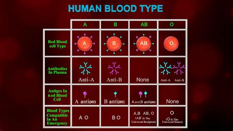 Qu Conoces De Tu Sangre Tipos De Sangre Grupos Sanguineos Clase The