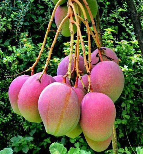 Mangos From Puerto Rico Organic Fruits And Vegetables Organic Fruit