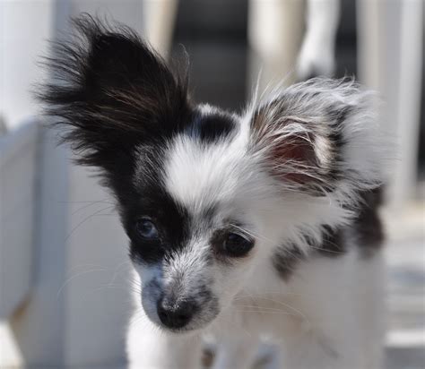 We will recommend michigan puppy to friends and family that might want a fur baby! ~theresa bommarito. Chihuahua Puppies For Sale | Cedar Springs, MI #242332