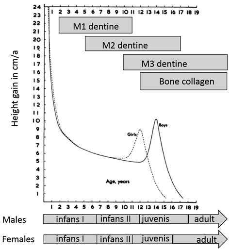 3 Infantile And Prepubertal Growth Spurts In Females And Males After Download Scientific