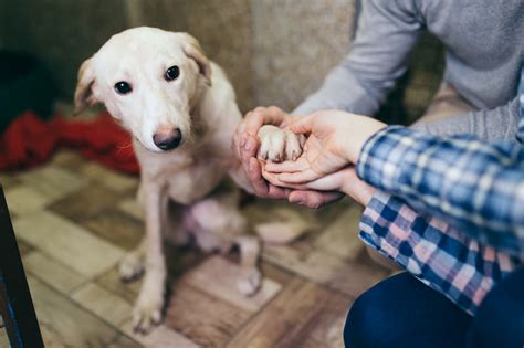 ¿qué Beneficios Puede Tener Para Un Adolescente Adoptar Un Perro