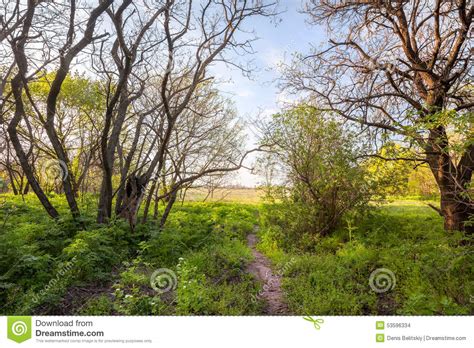 Beautiful Sunset In Magic Forest Trail Spring Landscape
