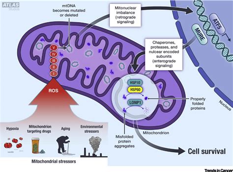 Mitochondrial Stress Response And Cancer Trends In Cancer