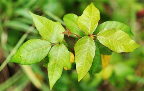 How To Get Rid Of Poison Ivy And Stop Itching Like Crazy Poison Ivy