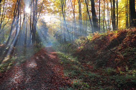 36249 Autumnal Park Sunlight Photos Free And Royalty Free Stock Photos