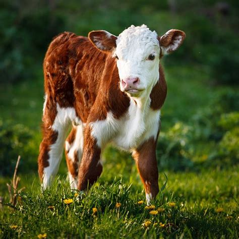 September 4 2014 Calf Sweetness Hereford Bull Calf 2014©barbara O
