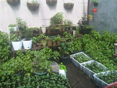 Kebun sayur dengan sistem hidroponik ini cocok diterapkan pada daerah yang memiliki keterbatasan air. kebun kecil di belakang rumah - Google Search | Gardening ...
