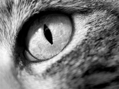 Cat Eye Close Up Stock Image Image Of Predator Feline 174997