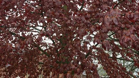 Copper Beech Fagus Sylvatica F Purpurea Leaves And Branches April
