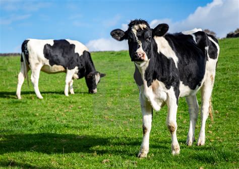 Dairy Herd Management — St Columbas