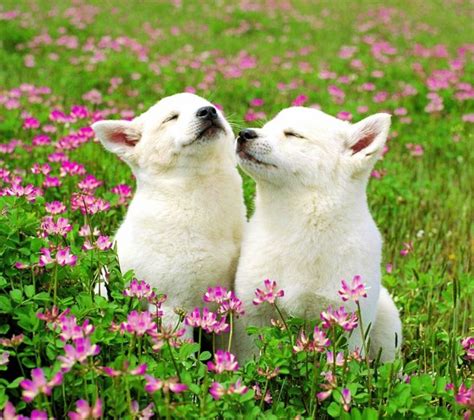 Check spelling or type a new query. Dogs Who Couldn't Be More Delighted That Spring Is Here ...