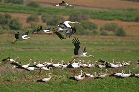 Following The Migration Of White Storks Surfbirds