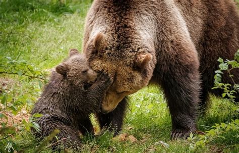 1030391 Animals Wildlife Bears Zoo Baby Animals Grizzly Bear