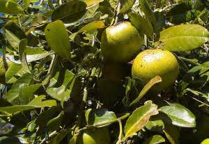 Adding 2 persimmon trees this winter, looking at a coffee cake and chocolate to pollinate. Growing Black Sapote | How to Grow Black Sapote and Care ...