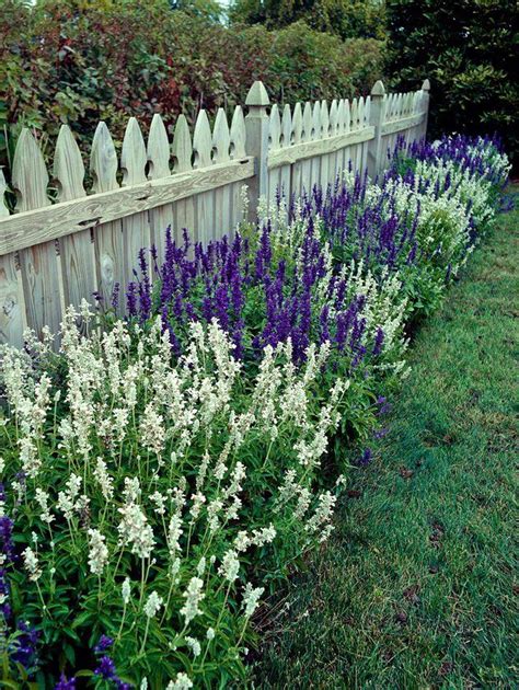 Salvias Also Called Sages Are Some Of The Most Versatile Plants