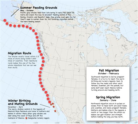 Gray Whale Migration Map Whale Migration Gray Whale Migrations