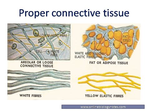 Proper Connective Tissue Areolar Adipose Reticular White Fibrous