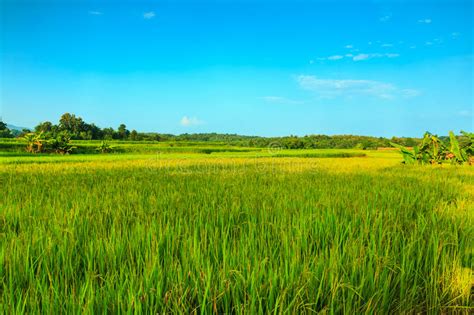 Landscape Green Rice Fields Stock Image Image Of City Agricultural