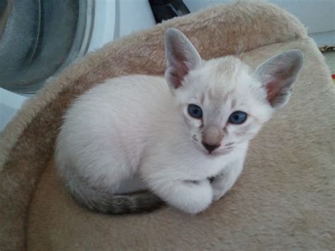 Our family has been breeding traditional siamese cats for nearly thirty years and two generations. Beautiful pedigree Siamese kitten | Tonbridge, Kent ...