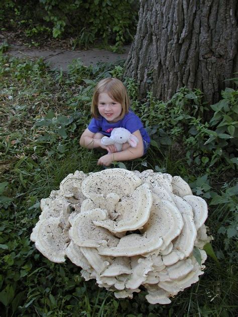 Giant Mushroom Amazes Lawrence Residents Ks Shroomery