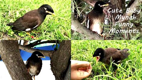 Little Mynah Bird Playing Eating Grasshoppers In The